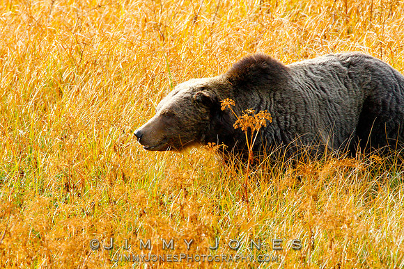 Scarface Grizzly