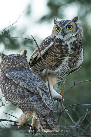 Great Horned Owls