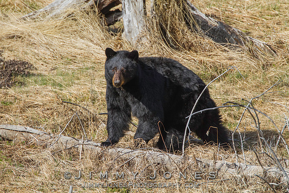 Black Bear Sow with Cub