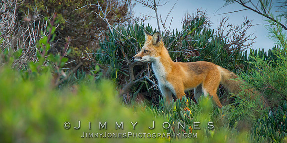 Red Fox