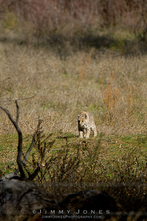 Bobcat