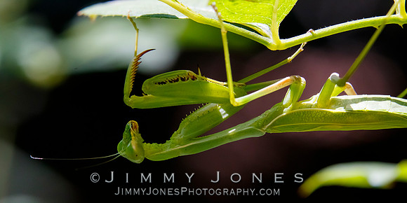 Praying Mantis