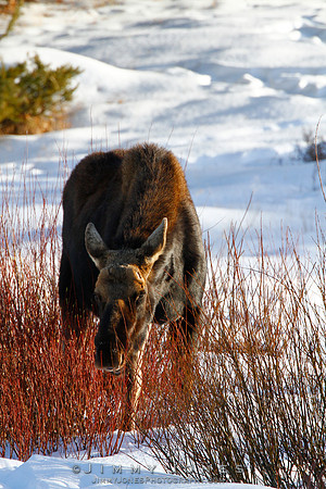 Moose