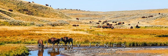 Hayden Valley Bison - BS/P0080