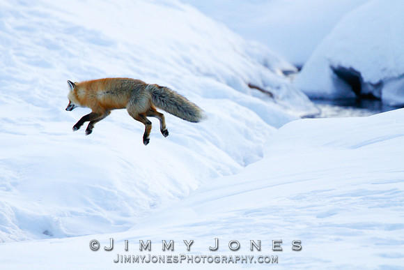 Red Fox Leap
