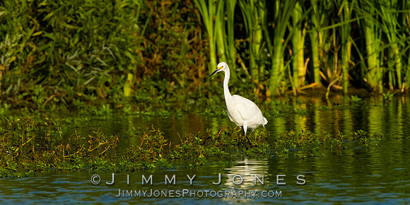 Snowy Egret