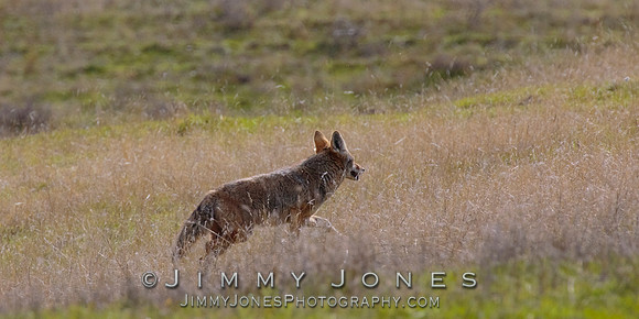 Coyote