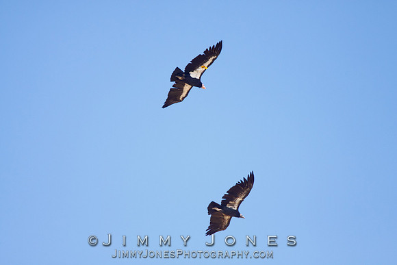 California Condors