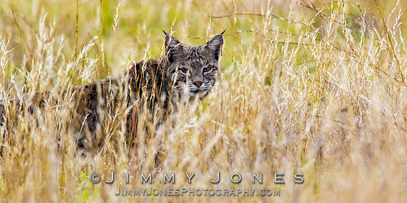 Bobcat