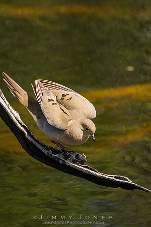 Mourning Dove