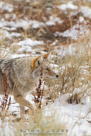 Coyote - CS/P0303