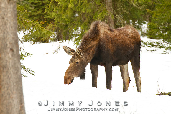 Moose