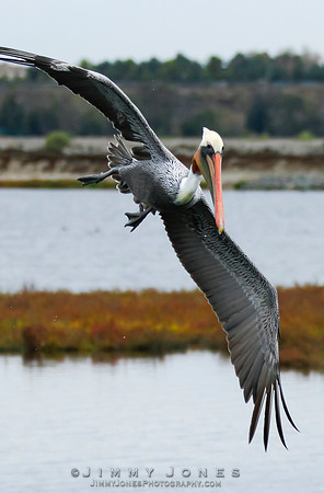 Brown Pelican