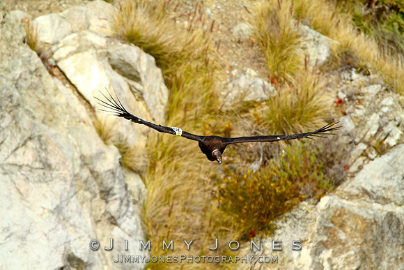 California Condor