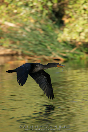 Double-Crested Cormorant