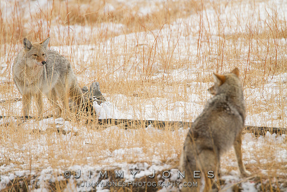 Coyotes Staredown