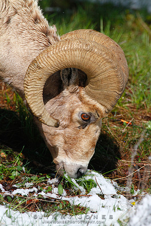 Northern Rockies Big Horn - CS/P0373