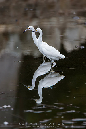 Snowy Egrets