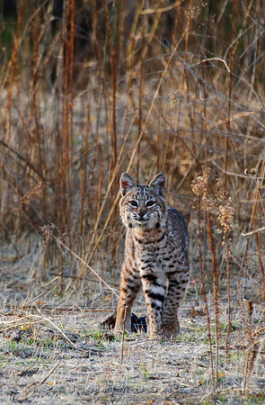 Bobcat