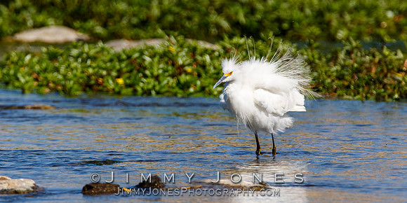 Snowy Egret