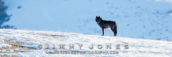 Prospect Peak Wolf