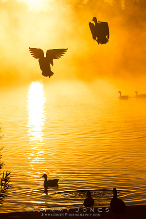 Golden Pond