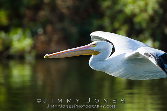 White Pelican
