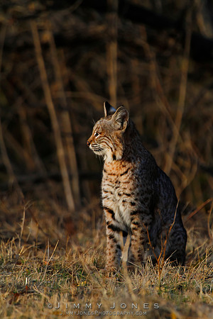 Bobcat