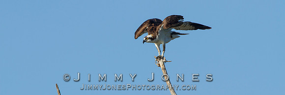 Osprey - BS/P0069