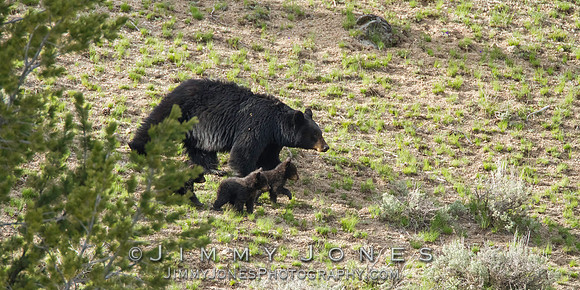 Black Bear Sow with Cubs