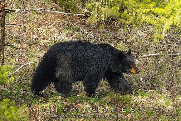 Black Bear