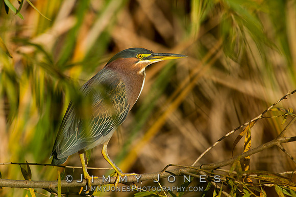 Green Heron