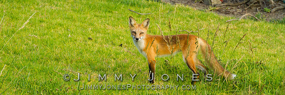 Red Fox
