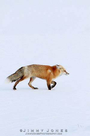 Red Fox