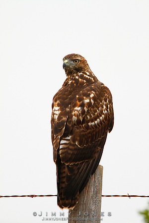 Red-Tailed Hawk