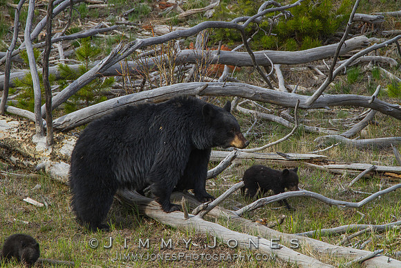Black Bear Sow with Cubs