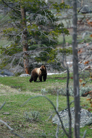 Grizzly Bear