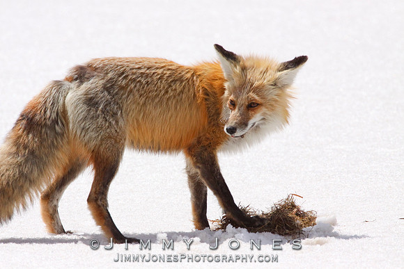 Red Fox