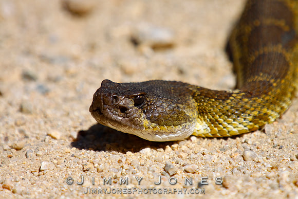 Western Diamondback Rattlesnake