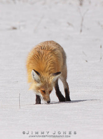 Red Fox