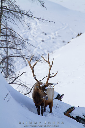 Bull Elk