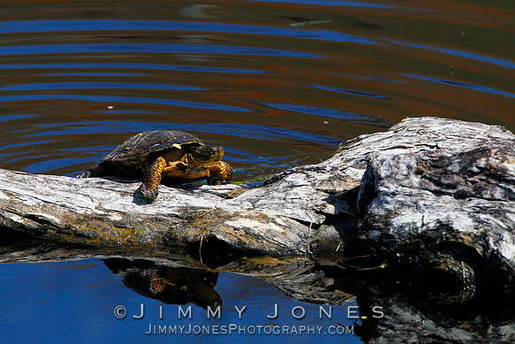 Red-eared slider