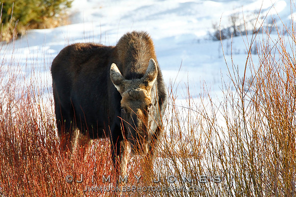 Moose
