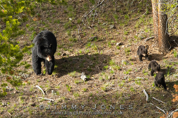 Black Bear Sow with Cubs