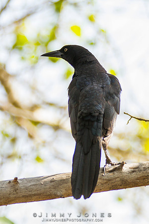 Great-tailed Grackle