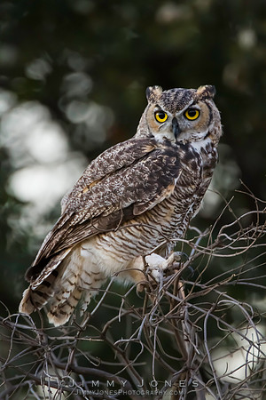 Great Horned Owl - CS/P0308