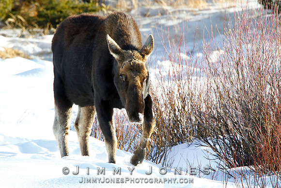 Moose