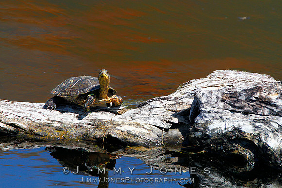 Red-eared slider