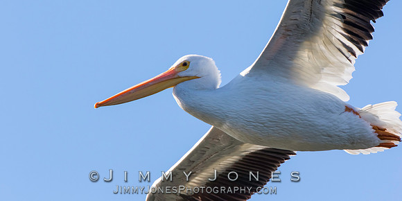 White Pelican
