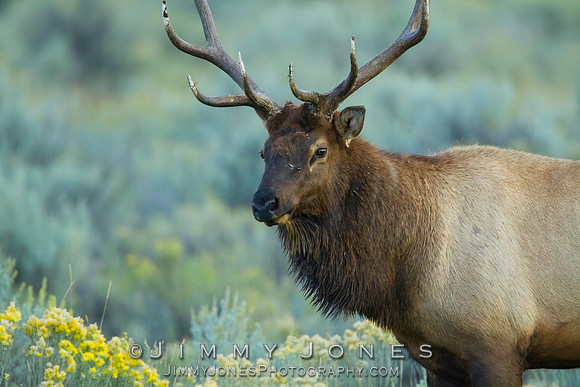 Bull Elk